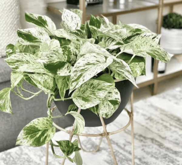 4"  Marble Queen Pothos (Phoenix)